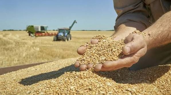 تونس تحتضن المؤتمر الدولي الخامس للقمح سنة 2028