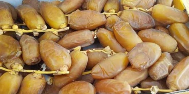 عائدات تصدير التمور التونسية تتجاوز 850 مليون دينار بنمو 10.7%