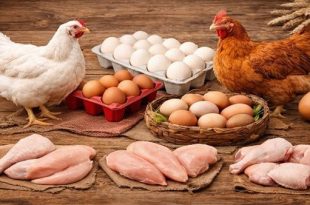 تذبذب أسعار الدواجن والبيض