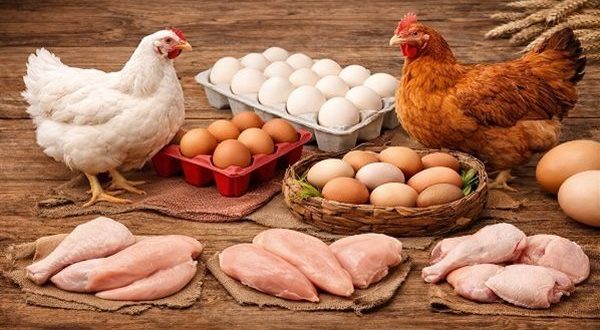 تذبذب أسعار الدواجن والبيض